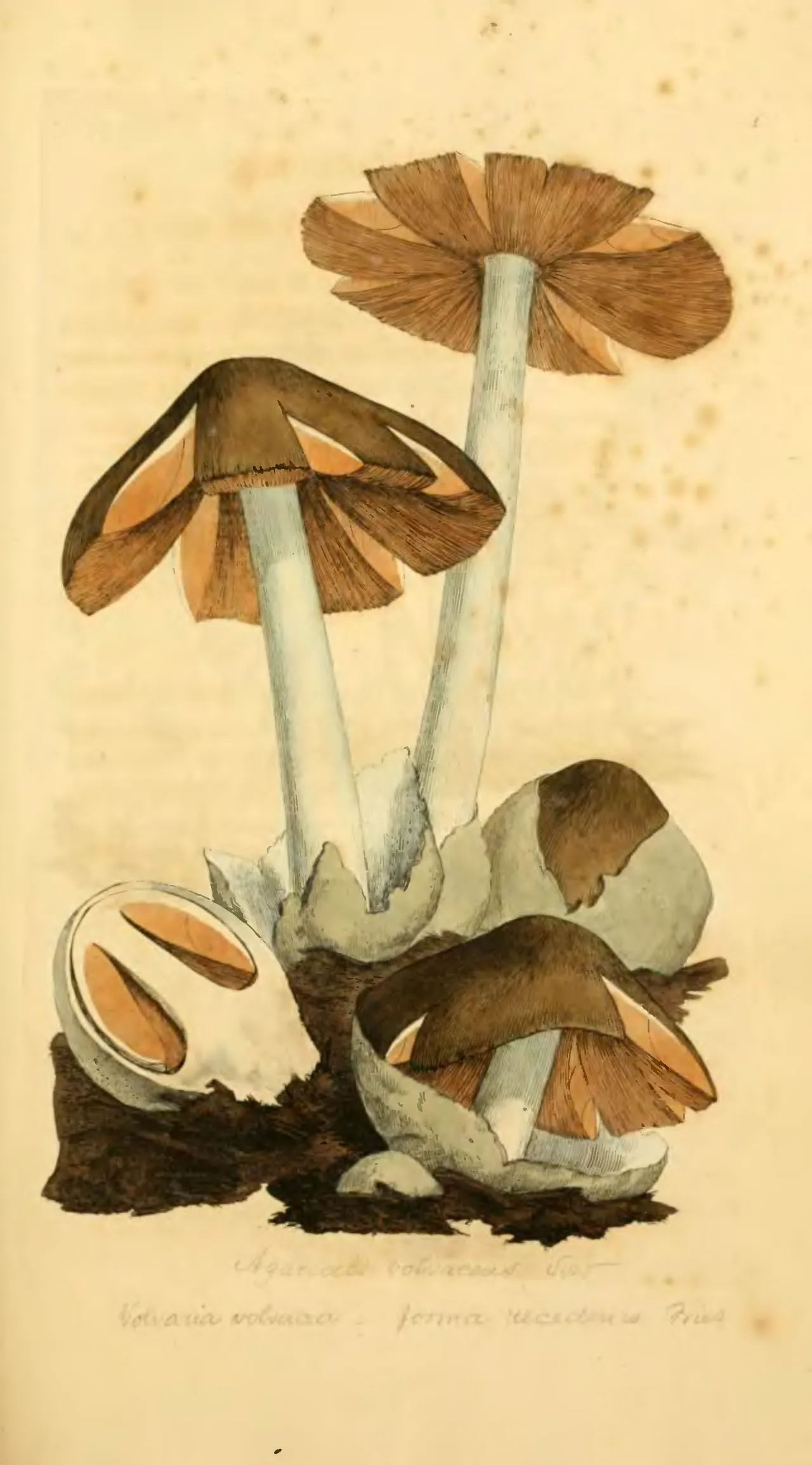 Иллюстрация Джеймса Сауэрби — Coloured Figures of English Fungi (1797)