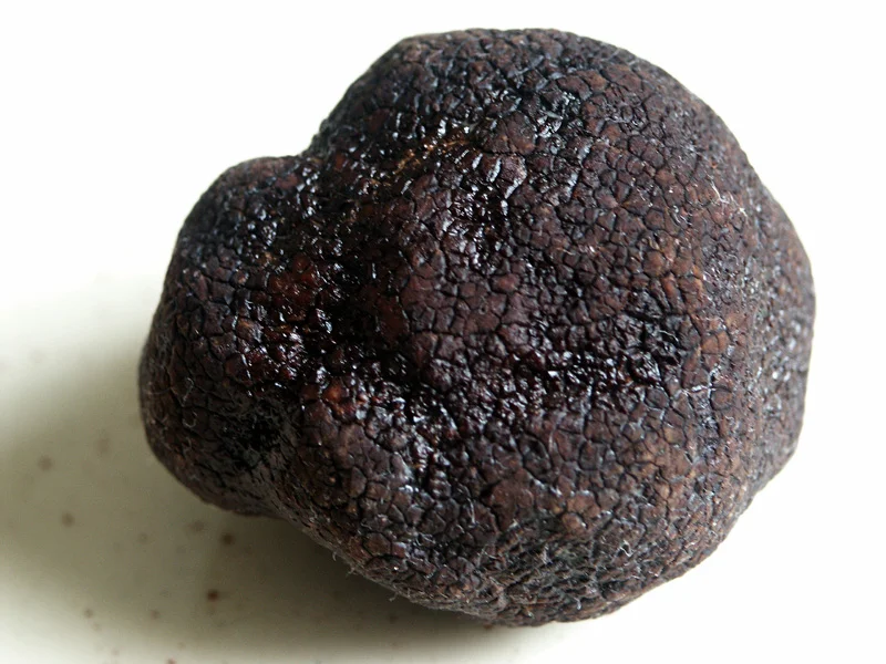 Чёрный трюфель (Tuber melanosporum) — «чёрный бриллиант» кулинарии