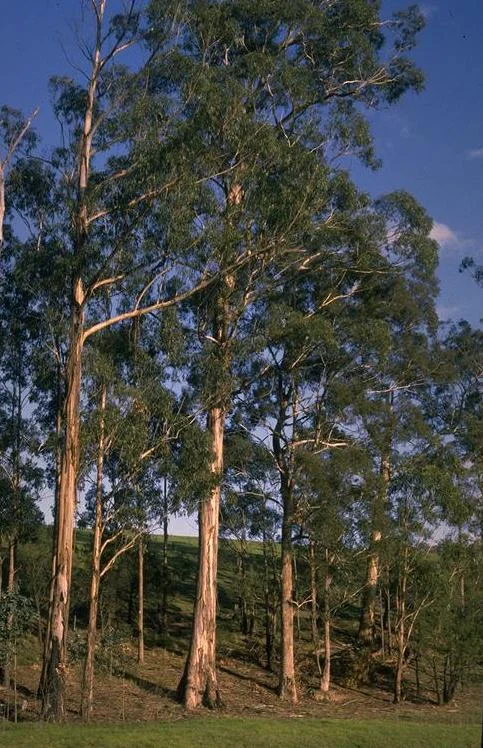 Эвкалипт шаровидный (Eucalyptus globulus)