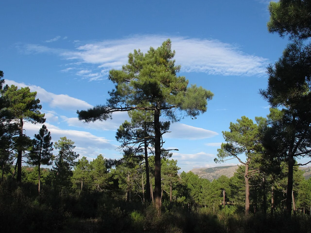 Сосна приморская (Pinus pinaster) — основа сосновых лесов Португалии