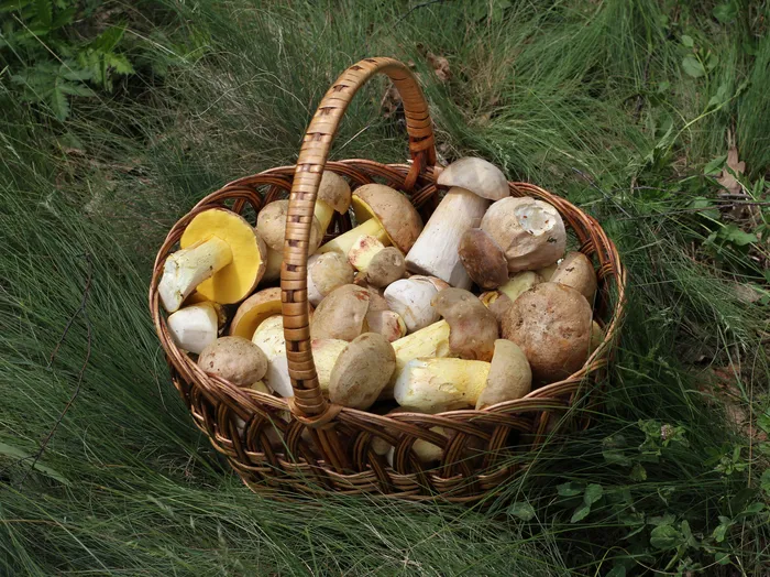 Porcini mushrooms (Boletus edulis) — foraging trophies