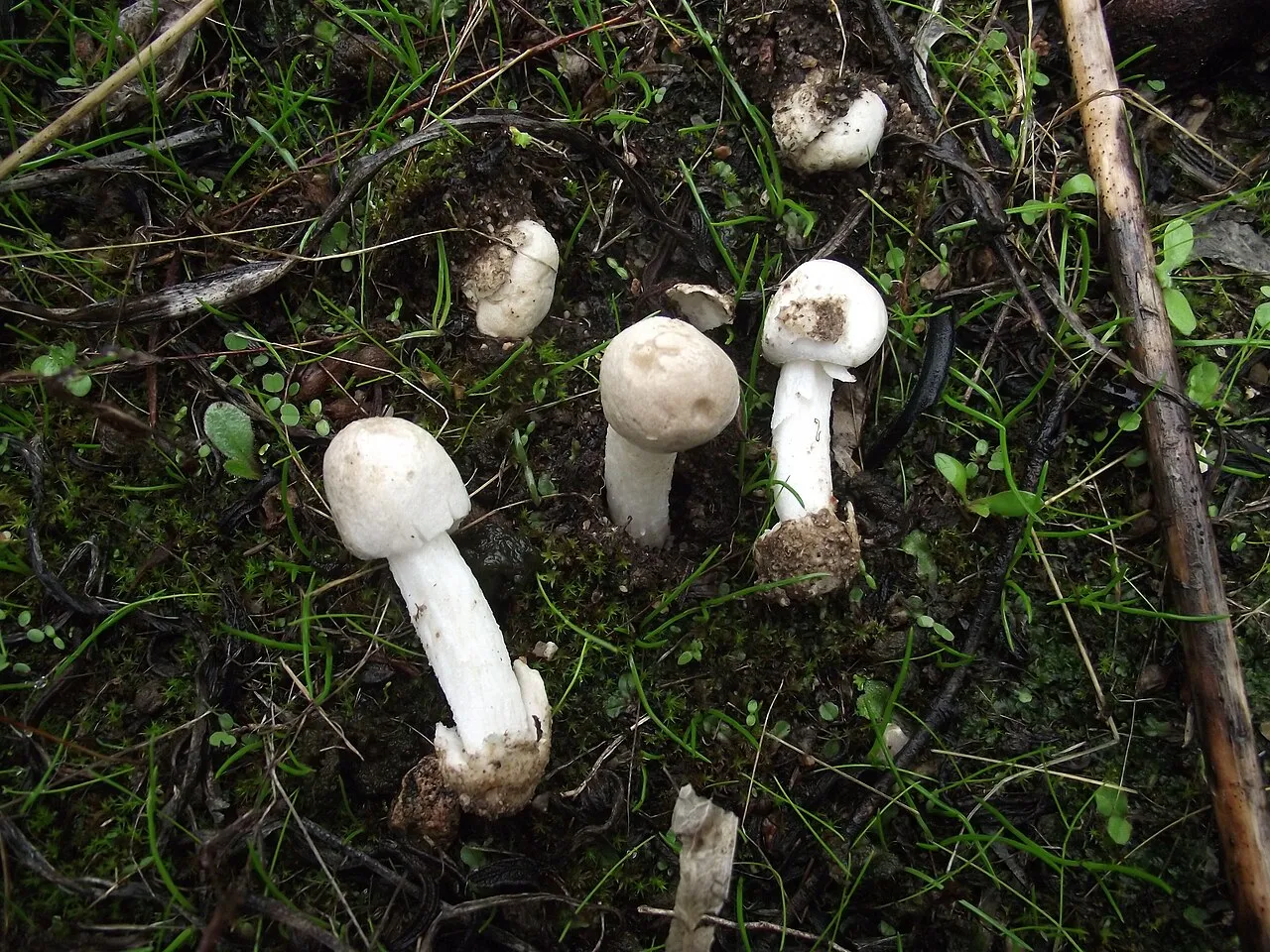 Amanita torrendii — редкий эндемик средиземноморья