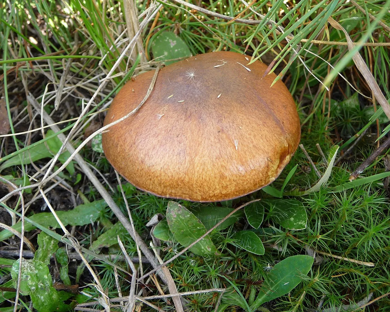 Маслёнок